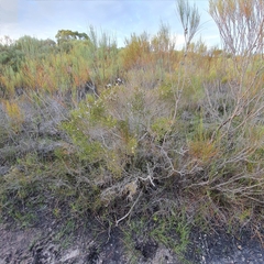 Leptospermum epacridoideum