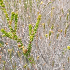Leptospermum epacridoideum