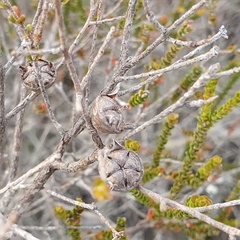 Leptospermum epacridoideum