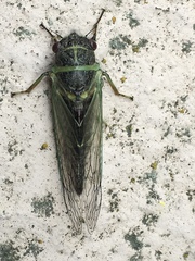 Cicadidae