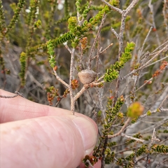 Leptospermum epacridoideum