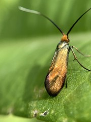 Nemophora cupriacella