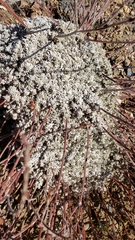 Eriogonum caespitosum