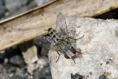 Taxigramma