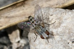 Taxigramma