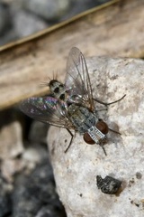 Taxigramma