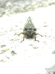 Cicadidae