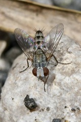Taxigramma