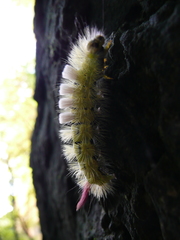 Calliteara pudibunda