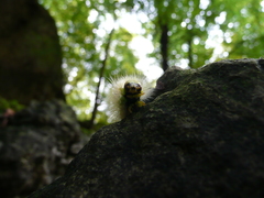 Calliteara pudibunda