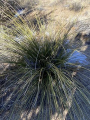 Nolina greenei