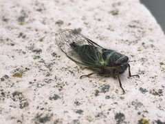 Cicadidae