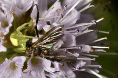 Empis pennipes