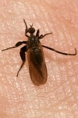 Empis pennipes