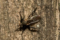 Empis pennipes