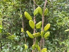 Pentalinon luteum