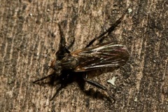 Empis pennipes