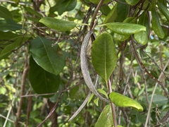 Pentalinon luteum