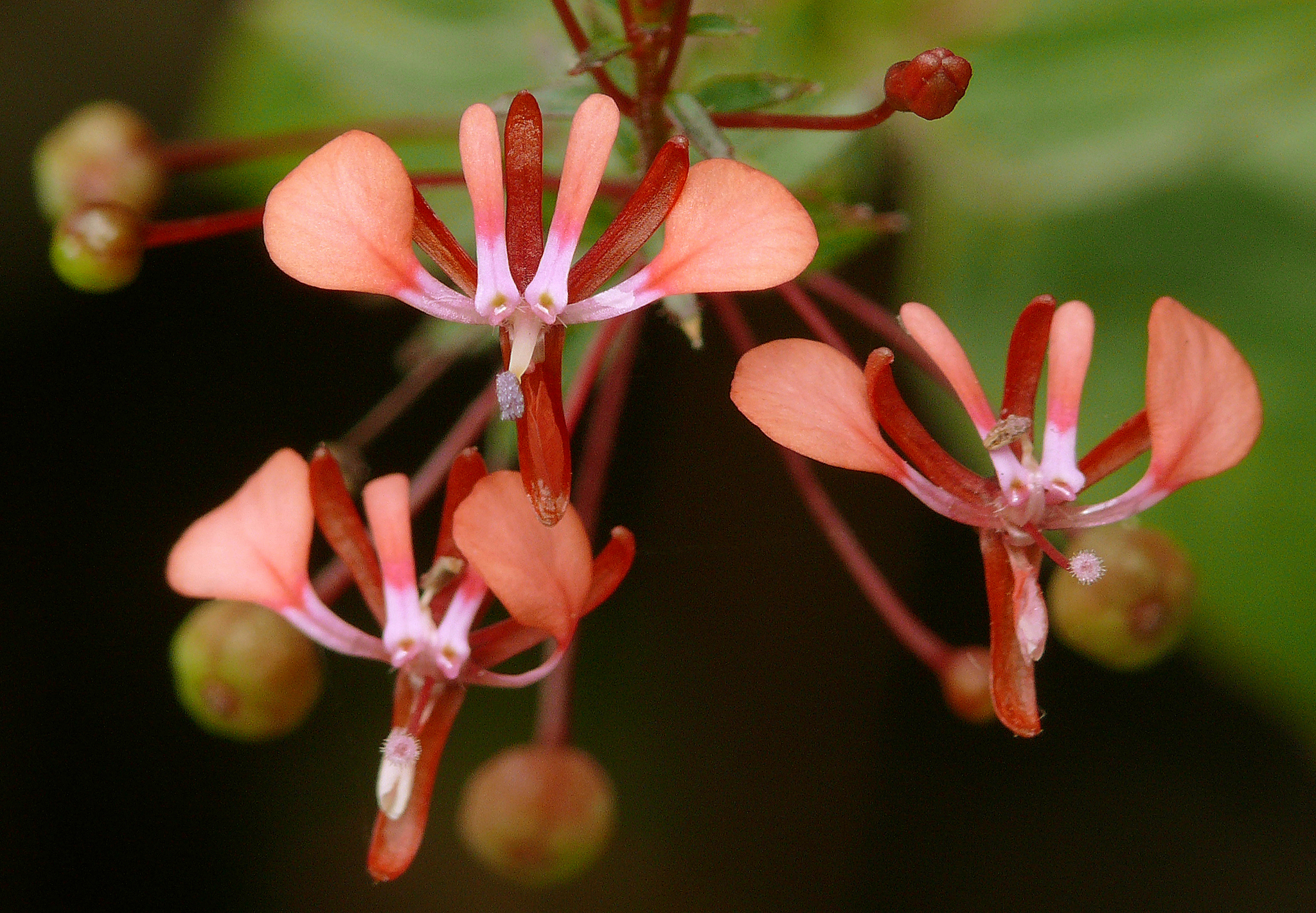Lopezia