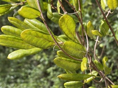 Pentalinon luteum