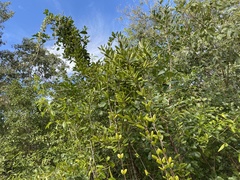 Pentalinon luteum