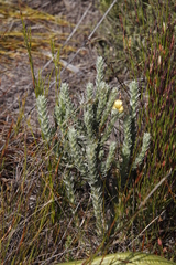 Achyranthemum mucronatum