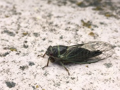 Cicadidae