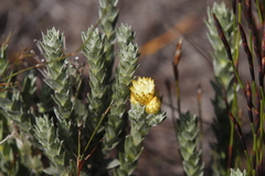 Achyranthemum mucronatum