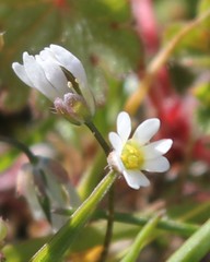 Draba praecox