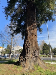 Sequoia sempervirens
