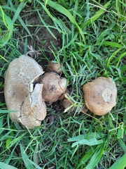 Agaricus