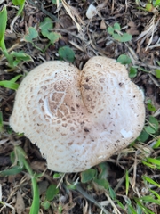 Agaricus