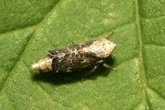 Errastunus ocellaris
