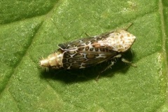 Errastunus ocellaris