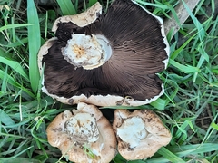 Agaricus