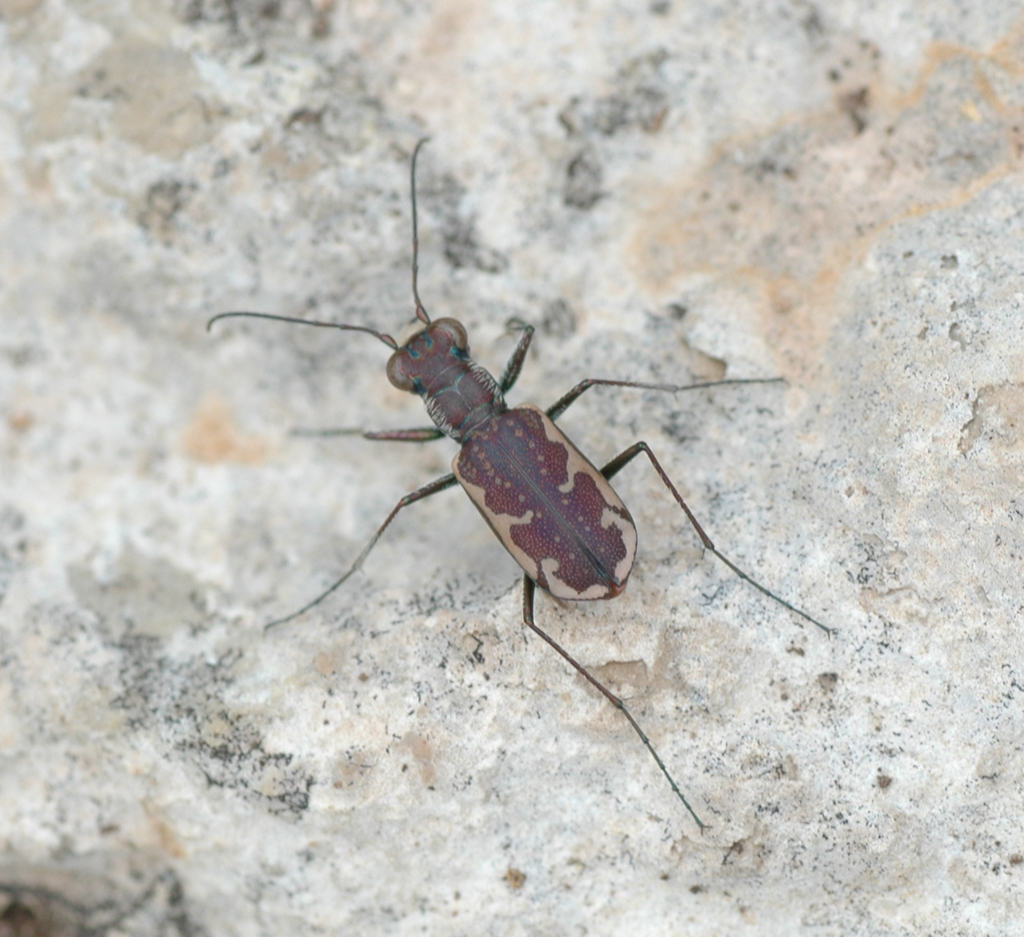 Cicindelidia dysenterica
