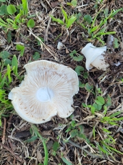 Agaricus