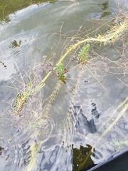 Hippuris vulgaris