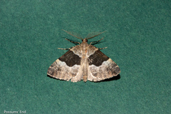 Pseudocoremia pergrata