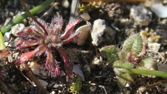 Draba praecox
