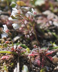 Draba praecox