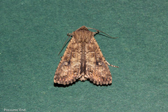 Ichneutica morosa