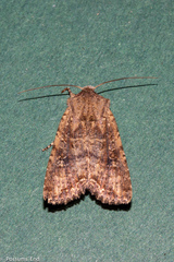 Ichneutica morosa