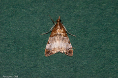 Antiscopa epicomia