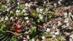 Draba praecox
