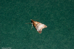 Antiscopa epicomia