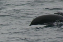 Lissodelphis borealis