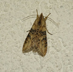 Cucullia absinthii