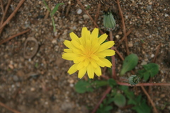 Taraxacum hellenicum