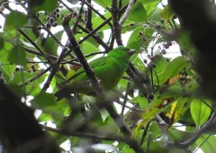 Chlorophonia occipitalis